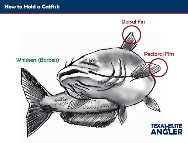 Cat Tactics :: How to Hold a Catfish Without Getting Hurt
