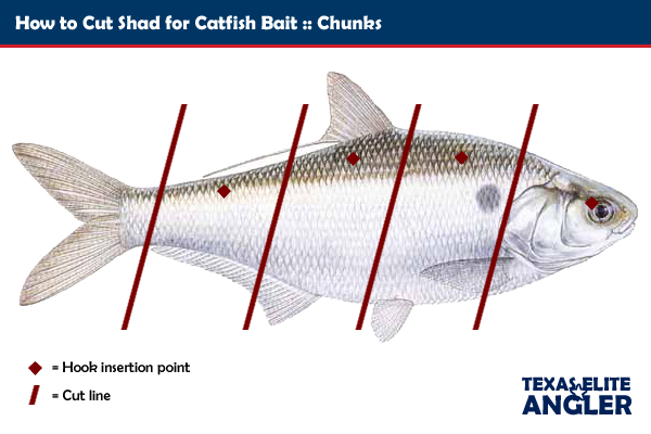 Catfish Baits  Texas Elite Angler