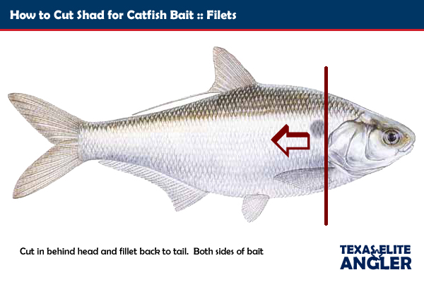 Catfish Bait Gear and Recipes