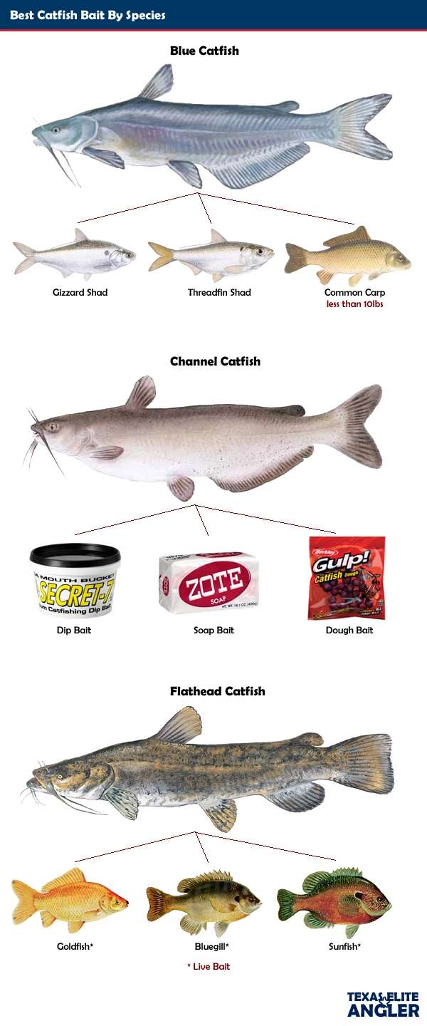 Your Guide to the Best Catfish Baits - Game & Fish