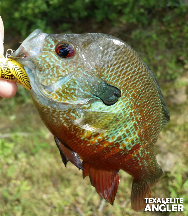 sunfish  Texas Elite Angler