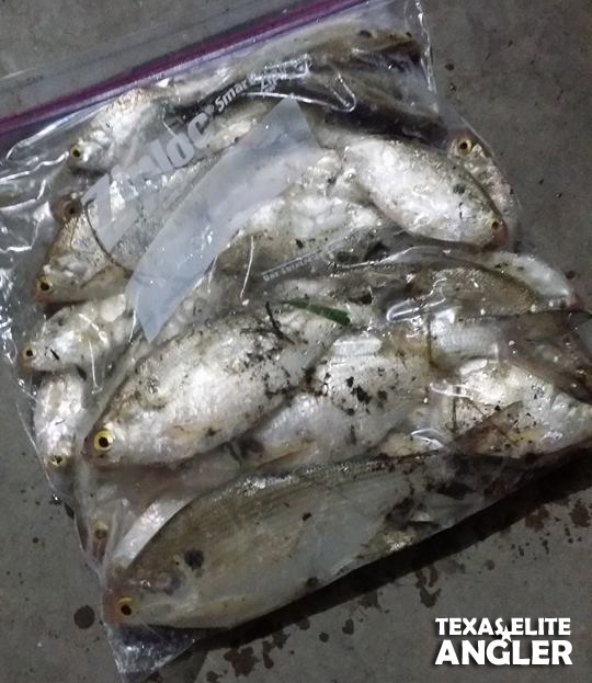 Catfish Tactics  Texas Elite Angler