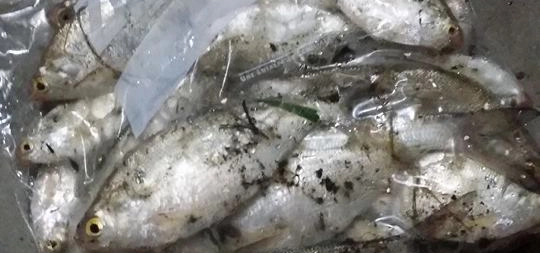 Know Your Baitfish Threadfin Shad - Rambling Angler Outdoors